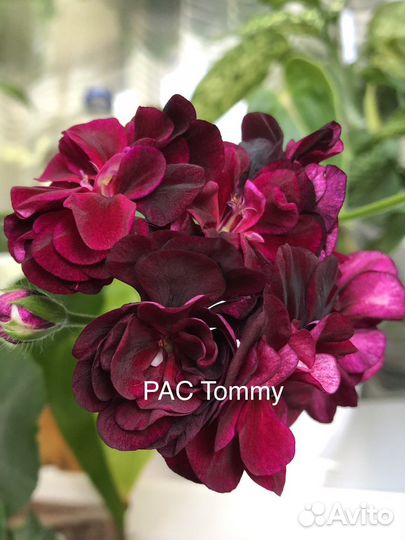 Пеларгония сортовая зональная и плющелистная