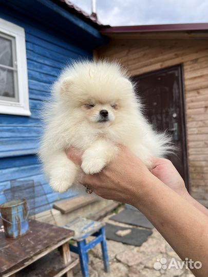 Супер мини шпиц