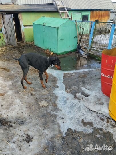 В добрые руки