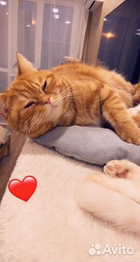 Вязка Котик красный мрамор шотландский страйт