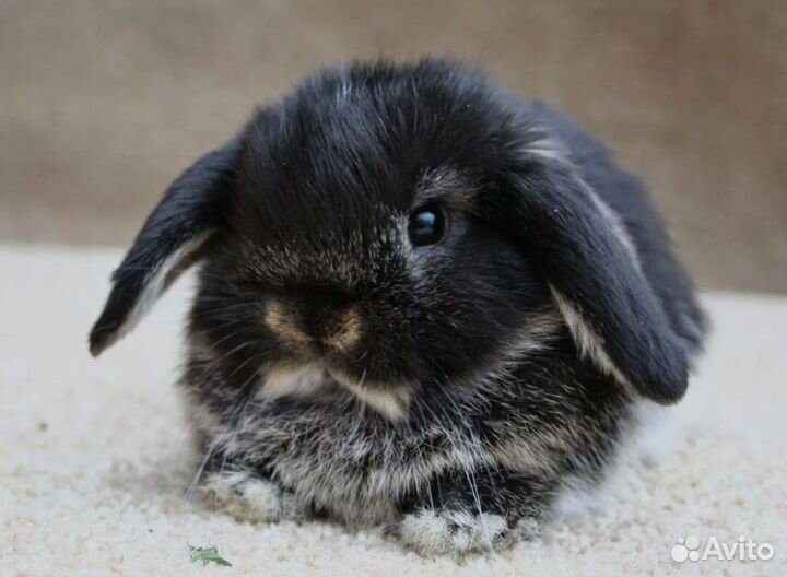 Декоративные карликовые кролики