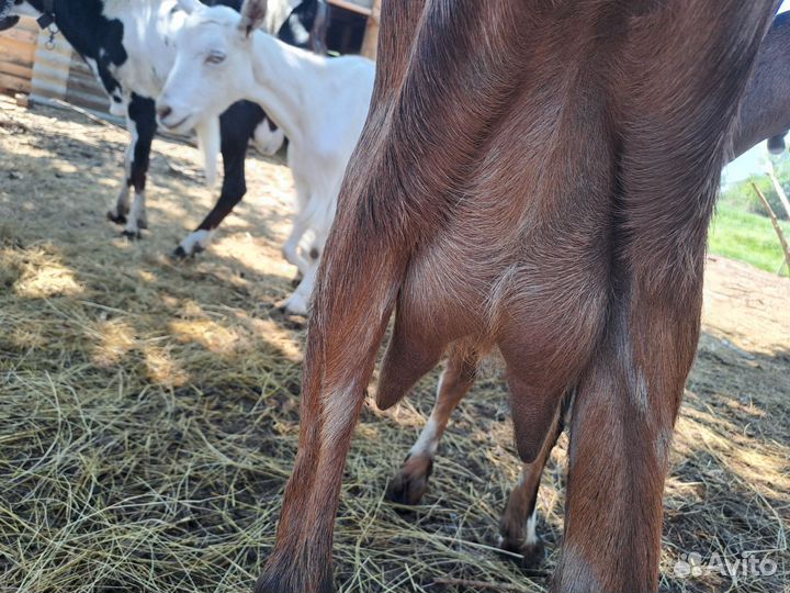 Коза ламанча