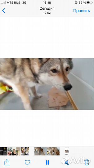 Собака в добрые руки