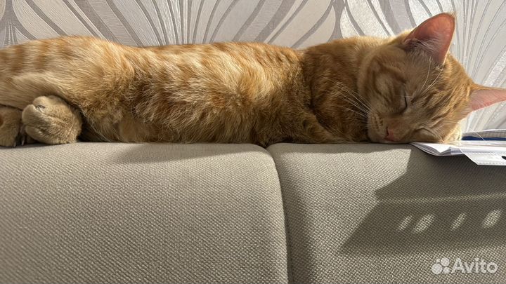 Рыжий котенок