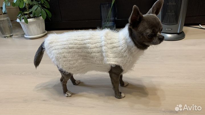 Жилетка для маленьких собак