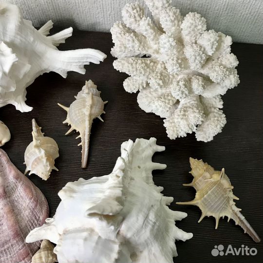 Морские ракушки и коралл