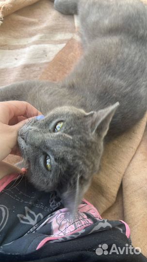 Русский голубой кот