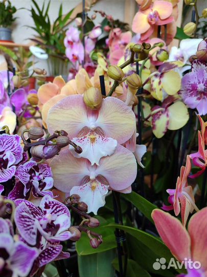 Большой выбор сортовых орхидей