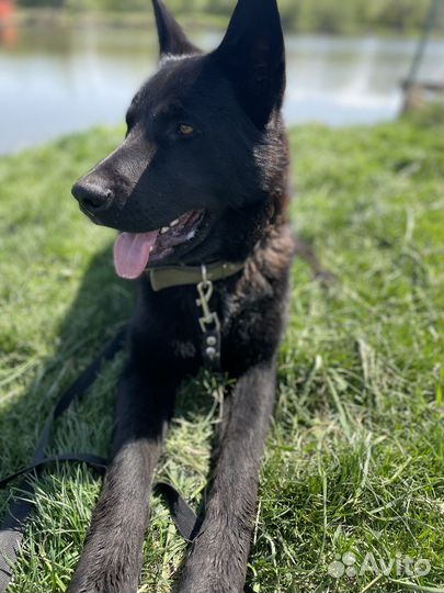 Услуги кинолога