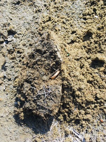 Сдам в аренду металлоискатель