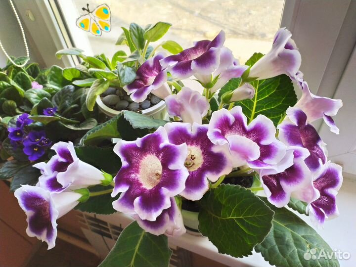 Глоксинии,фиалки махровые