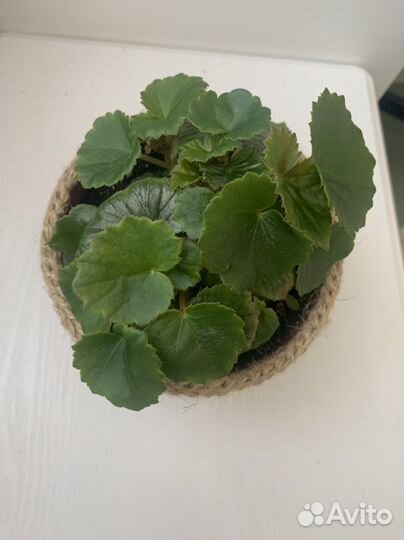 Бегония розовая в горшочке из джута