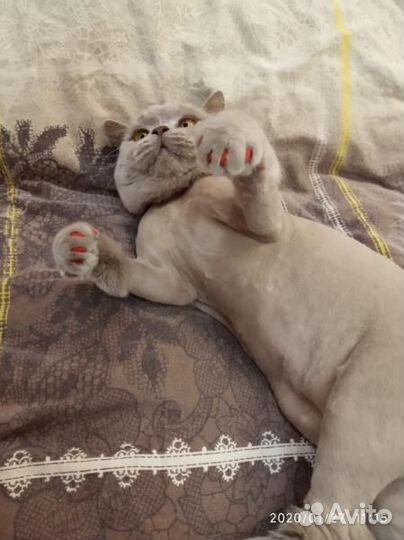 Когти - Антицарапки