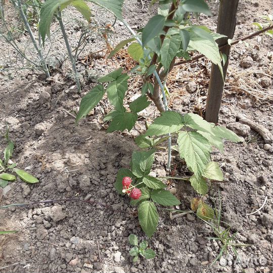 Саженцы ежевики колючей