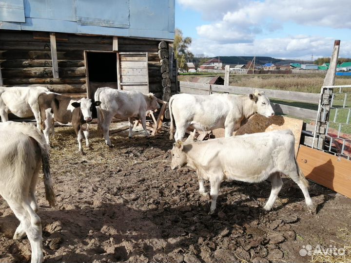 Бычки и телки