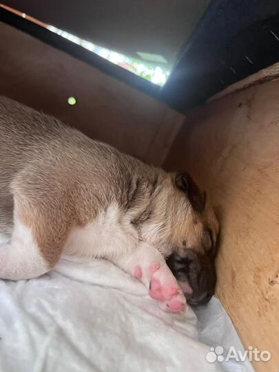 Сиротки без мамы, 1 месяц