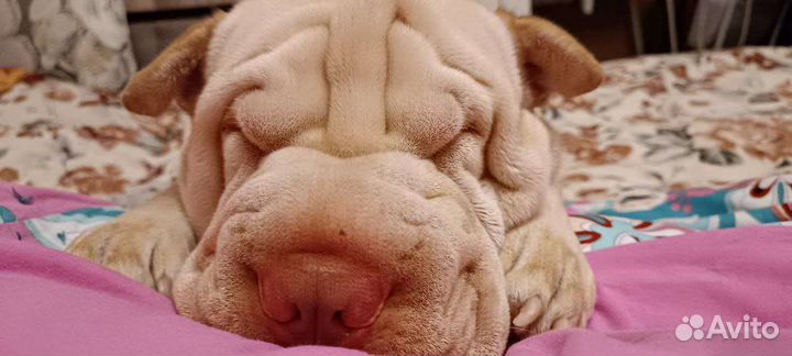 Шарпей вязка