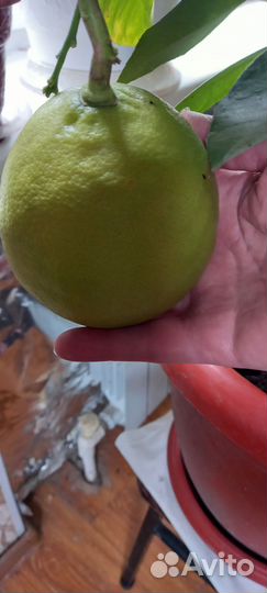 Лимонное дерево с плодами