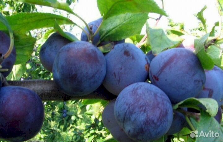 Саженцы сливы Ренклод Советский (синий)