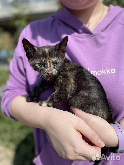 Милая кошечка в добрые руки