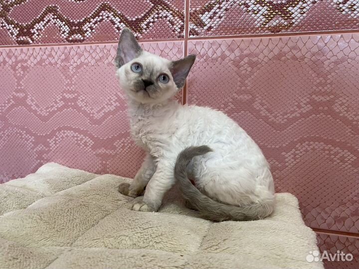 Девон-рекс Блюшечка котик