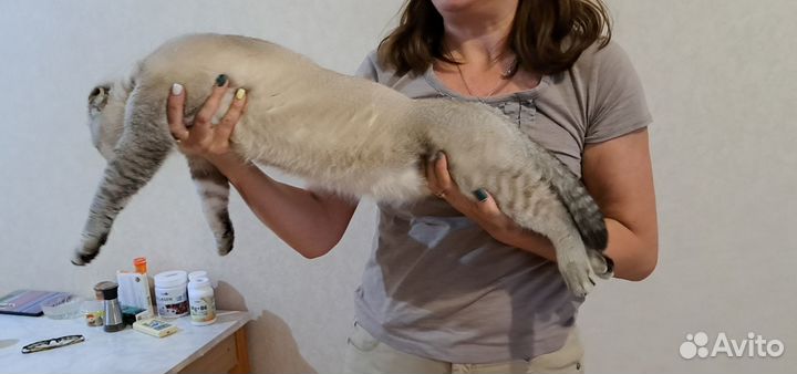 Шотландский Кот фолд вязка