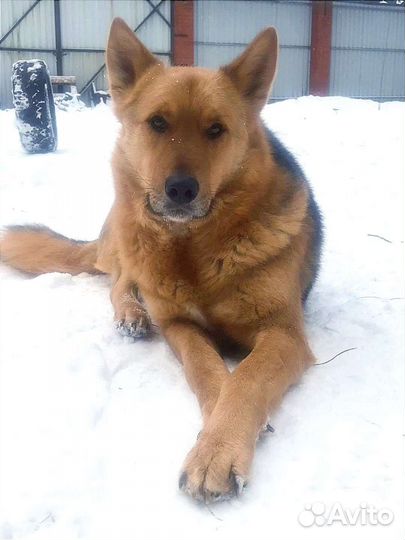 Собака в добрые руки