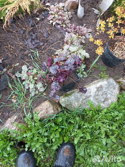 Гейхера сильвер lite