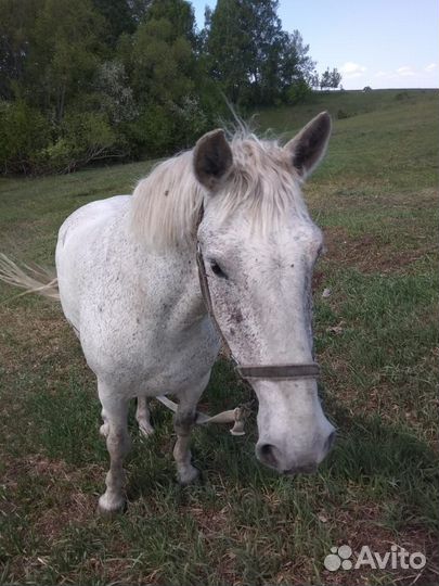Продам мерина