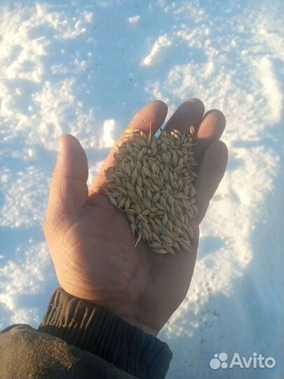 Зерно пшеница ячмень овес семечка