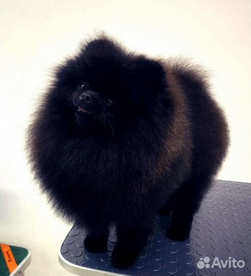 Вязка Померанский шпиц мини черный