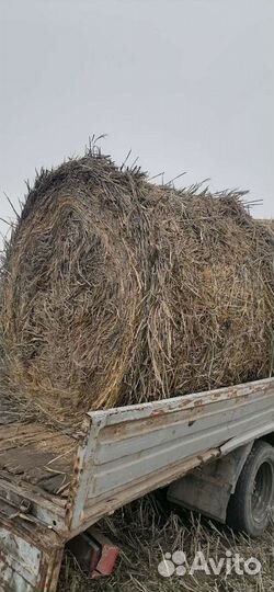 Солома и сено в круглых рулонах