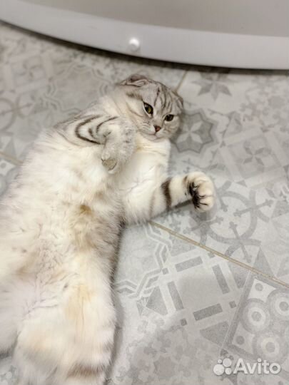 Шотландская вислоухая кошка вязка