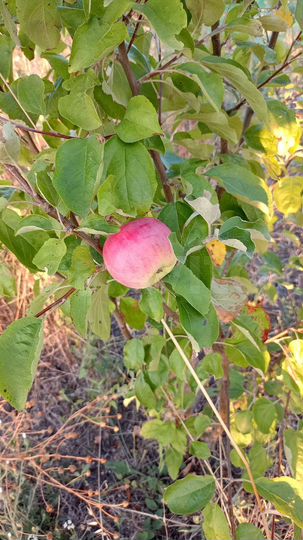 Участок 5,1 сот. (СНТ, ДНП)