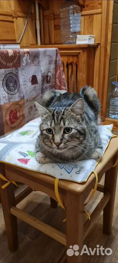 Отдам кота в добрые руки
