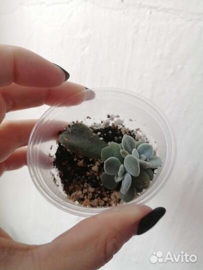 Суккуленты