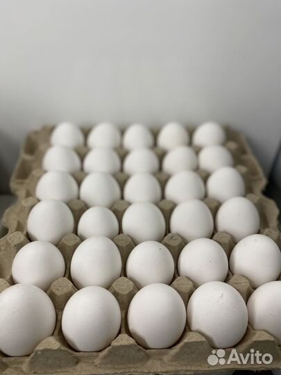 Яйцо домашнее