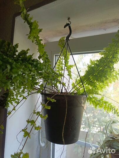 Папоротник комнатный