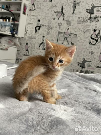 Самые красивые котята