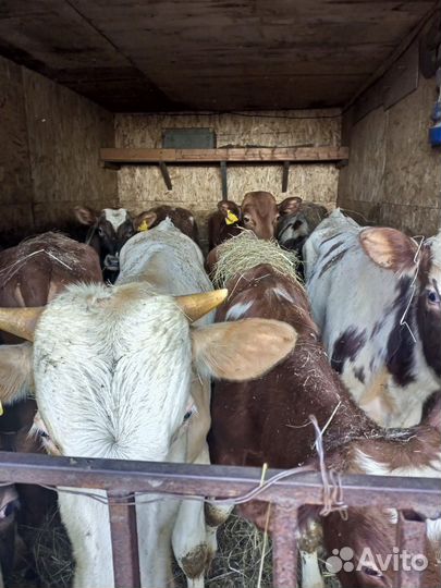 Продаю своих телят