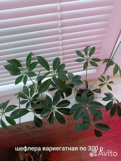 Комнатные цветы