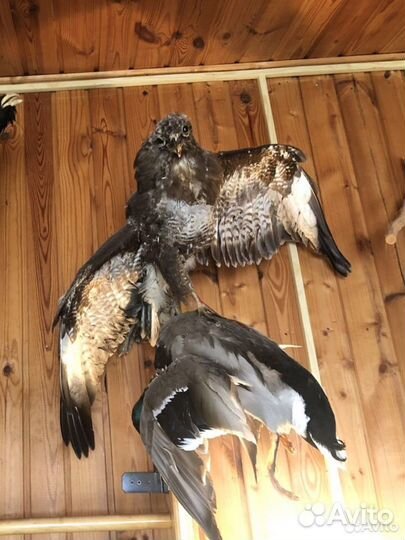 Чучела животных и птиц