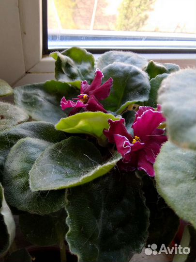 Фиалка листики сортовых