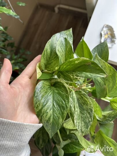 Сциндапсус марбл квин