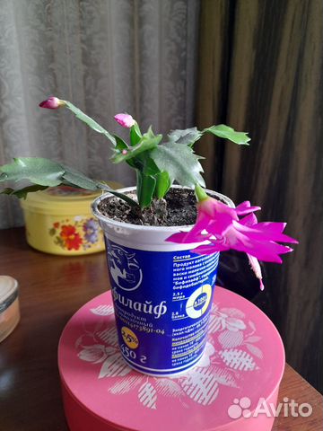 Шлюмбергер цветущий