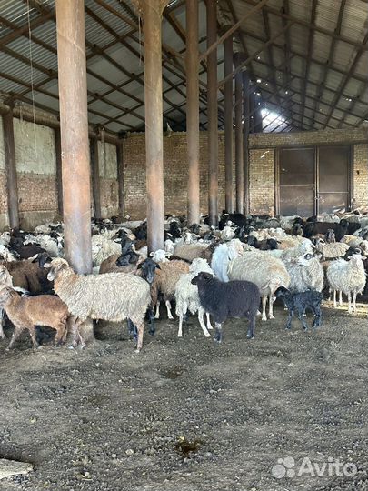 Овцы бараны