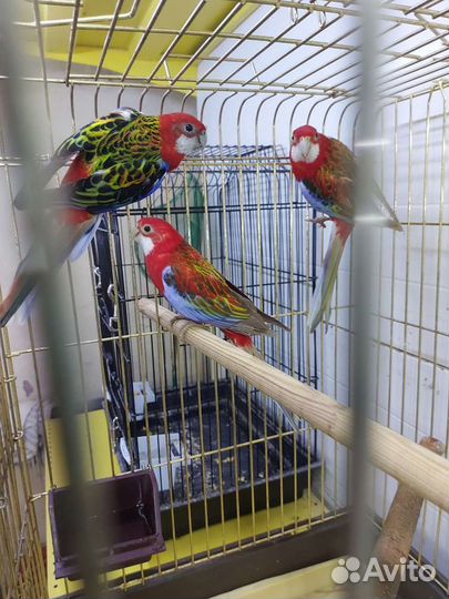 Попугаи розеллы пестрые красные