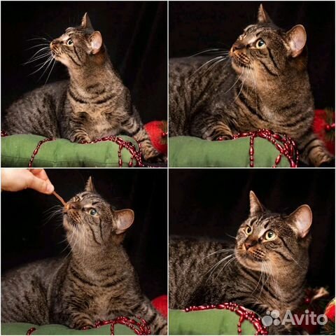 Кошка ищет дом