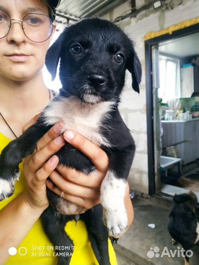 Много щенков из приюта ищут дом