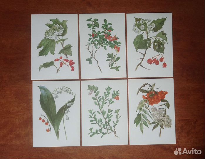 Открытки растения леса